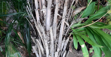 Syagrus schizophylla. (Mart.) Glassman.