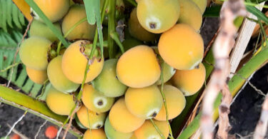 Syagrus schizophylla. (Mart.) Glassman.