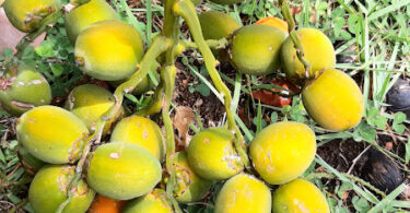 Syagrus schizophylla. (Mart.) Glassman.