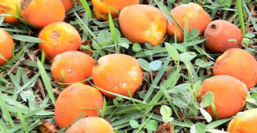 Syagrus schizophylla. (Mart.) Glassman.