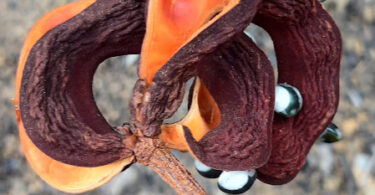 Abarema cochliacarpos (Gomes) Barneby & J.W.Grimes.