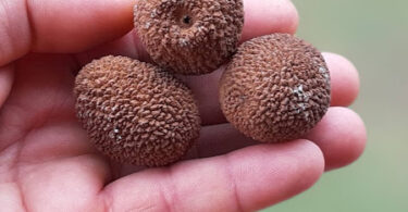 Homalolepis bahiensis (Moric.) Devecchi & Pirani