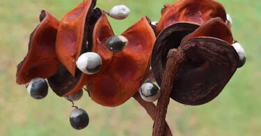 Abarema cochliacarpos (Gomes) Barneby & J.W.Grimes.