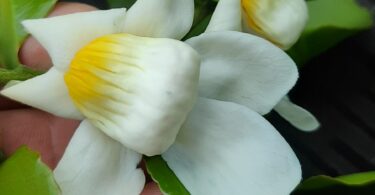 Flor de Sapucaia - Lecythis pisonis Cambess.