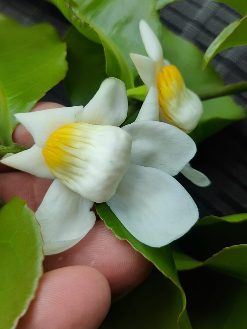 Flor de Sapucaia - Lecythis pisonis Cambess.