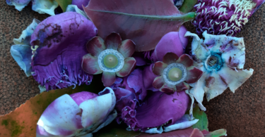 Flores da Sapucaia - Lecythis pisonis. Cambess.