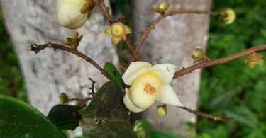 Sapucaia - Lecythis pisonis Cambess.