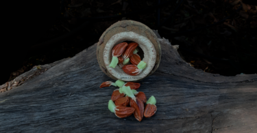 Fruto e sememtes de Sapucaia - Lecythis pisonis Cambess