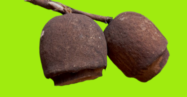 Frutos de Lecythis pisonis Cambess.