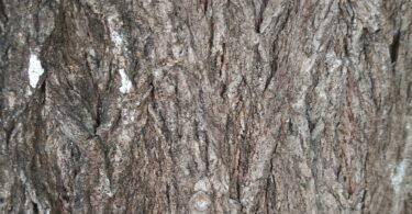 Lecythis pisonis Cambess.