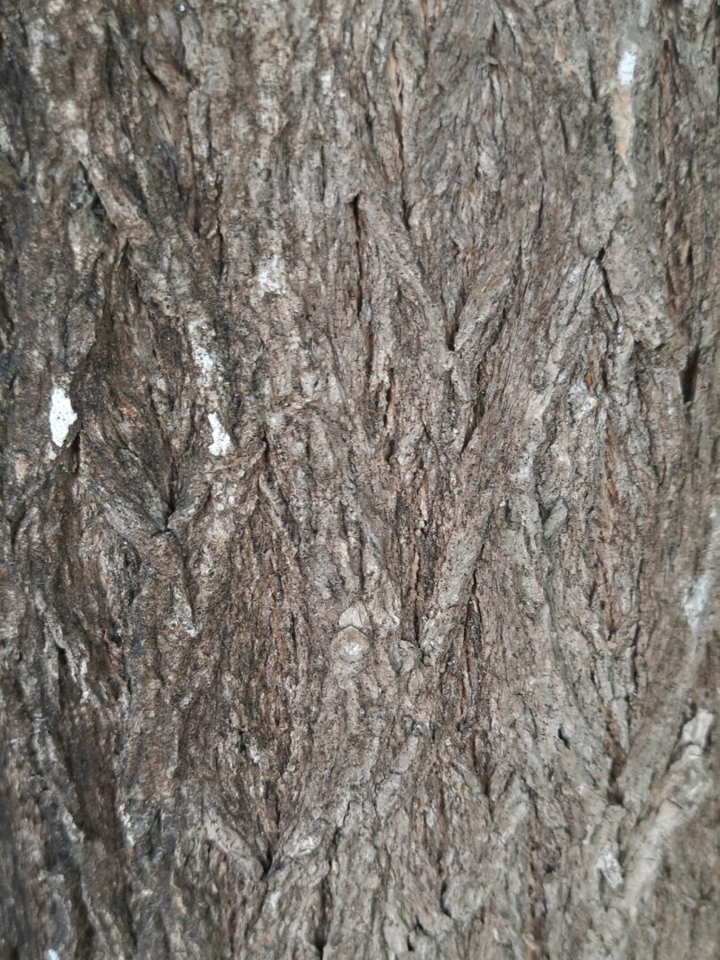 Lecythis pisonis Cambess.