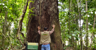 Sapucaia - Lecythis pisonis Cambess.