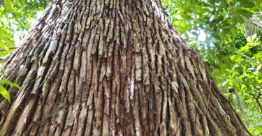 Sapucaia - Lecythis pisonis Cambess.