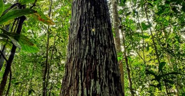 Sapucaia - Lecythis pisonis Cambess.