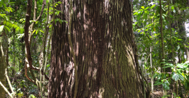 Sapucaia - Lecythis pisonis Cambess.