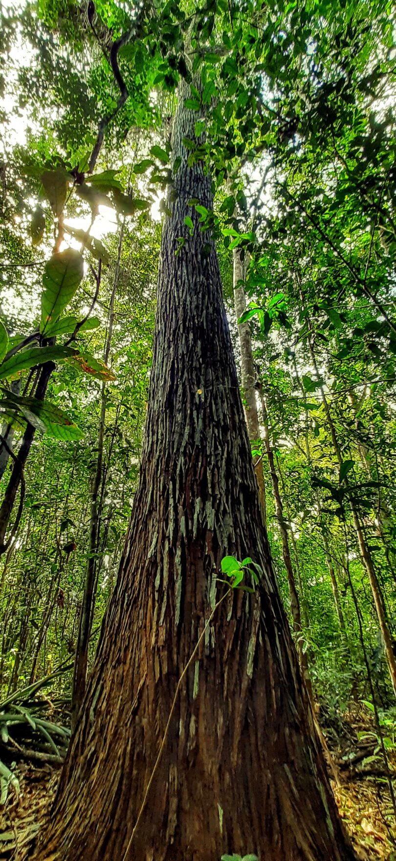 Sapucaia - Lecythis pisonis Cambess.