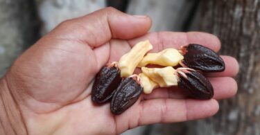 Sementes de sapucaia - Lecythis pisonis Cambess.