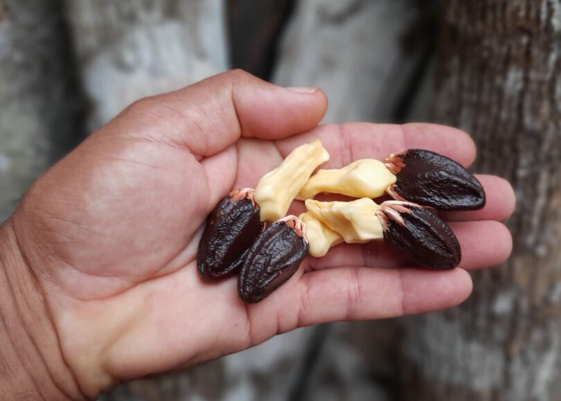 Sementes de sapucaia - Lecythis pisonis Cambess.