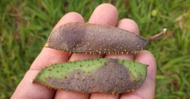 Paubrasilia echinata