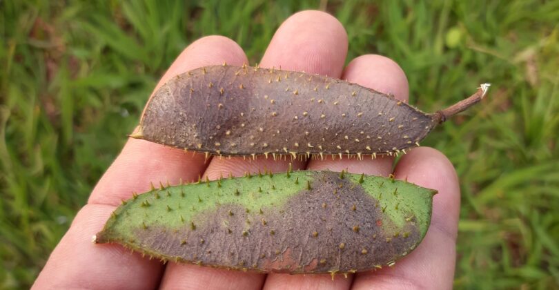 Paubrasilia echinata