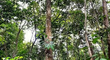 Annona salzmannii A.DC