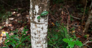 Annona salzmannii A.DC