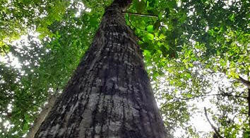 Annona salzmannii A.DC