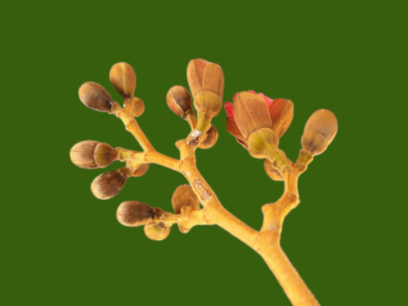 Hymenaea rubiflora Ducke
