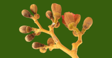 Hymenaea rubriflora Ducke