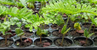 Paubrasilia echinata