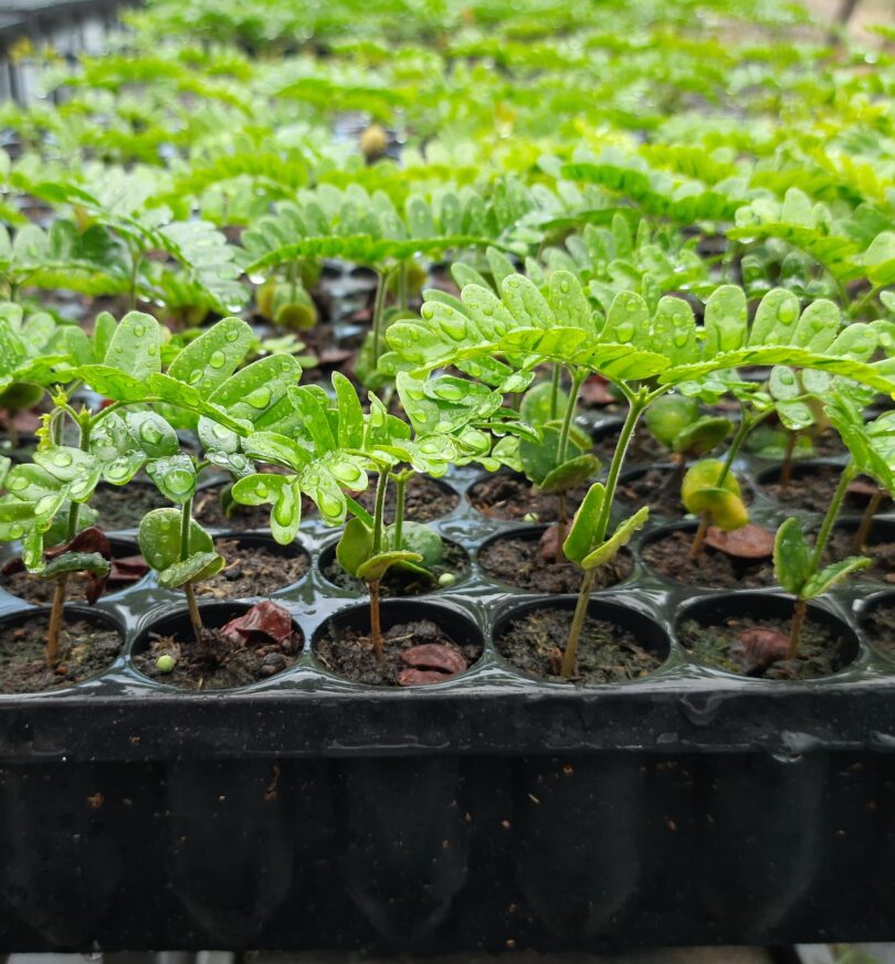 Paubrasilia echinata