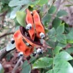 Sementes Abarema cochliacarpos (Gomes) Barneby & J.W. Grimes.