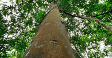 Aguaí - Chrysophyllum gonocarpum (Mart. & Eichler) Engl.