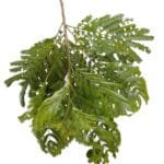 Angico branco - Albizia polycephala (Benth.) Killip ex Record
