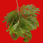 Albizia polycephala (Benth).