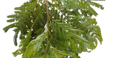 Albizia polycephala (Benth)