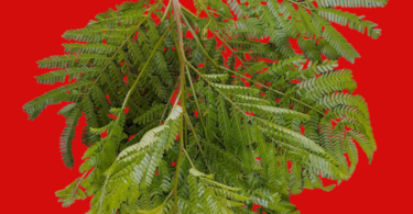 Albizia polycephala (Benth)