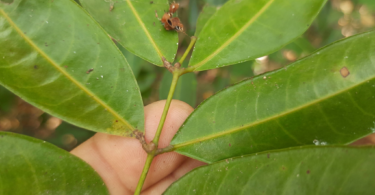 Amescla - Protium cerradicola Daly.