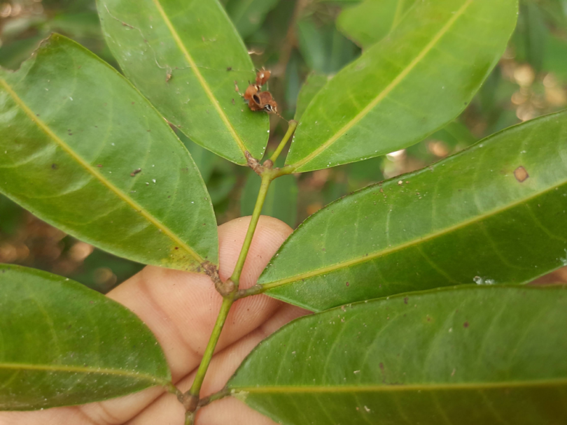 Amescla - Protium cerradicola Daly.