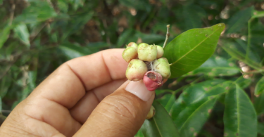 Amescla - Protium cerradicola Daly.