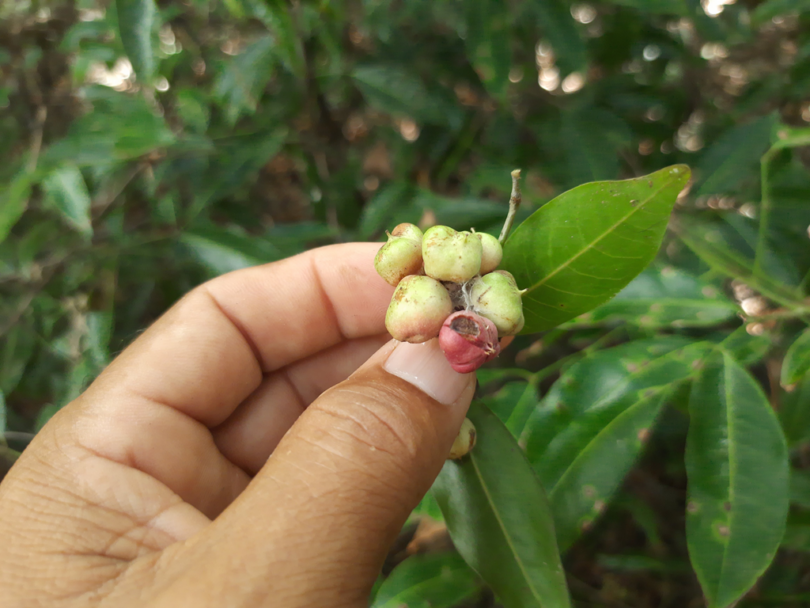 Amescla - Protium cerradicola Daly.