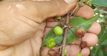 Amescla - Protium cerradicola Daly.