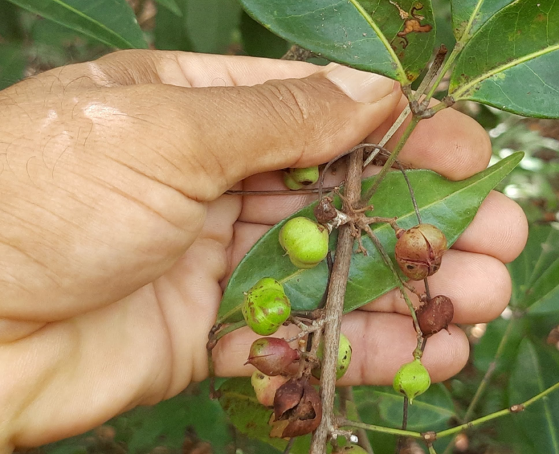 Amescla - Protium cerradicola Daly.