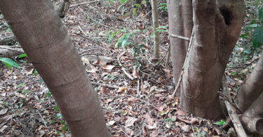 Amescla - Protium cerradicola Daly.