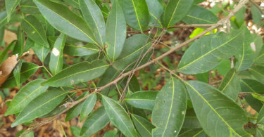 Amescla - Protium cerradicola Daly.