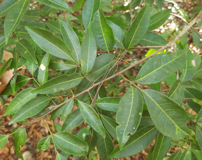 Amescla - Protium cerradicola Daly.