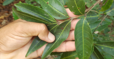 Amescla - Protium cerradicola Daly.