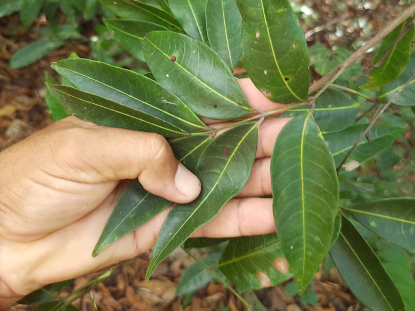 Amescla - Protium cerradicola Daly.