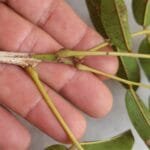 Ramo de Angelim - Andira nitida Mart. ex Benth.