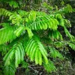 Angico branco - Albizia polycephala (Benth.) Killip ex Record